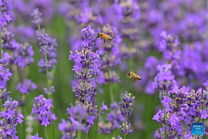 Festival de turismo de lavanda promove desenvolvimento econ?mico em Xinjiang
