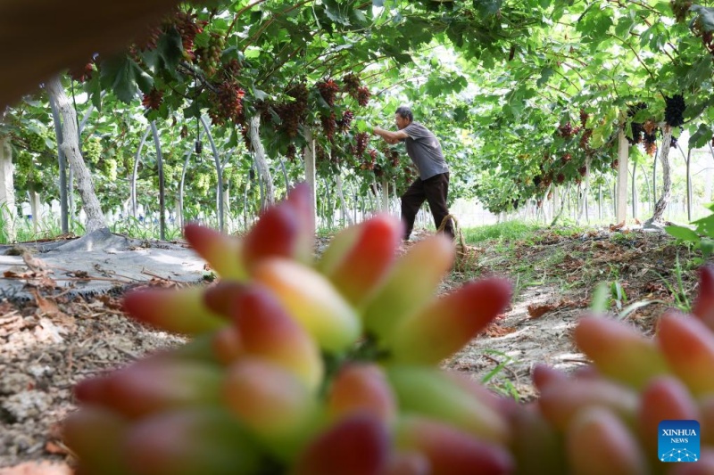 Agricultores chineses intensificam produ??o na temporada do Calor Maior, ou 