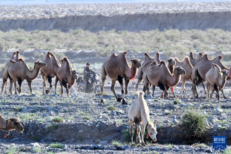 Transumancia de ver?o tem início em Gansu, noroeste da China