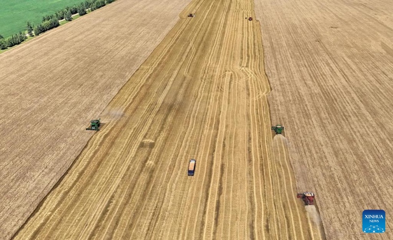 Colheita de trigo em andamento no nordeste da China