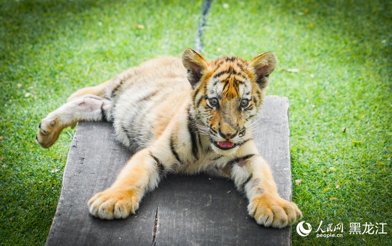 China em Movimento: Filhotes de tigre siberiano em Harbin
