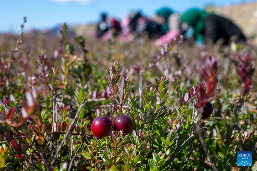 Festival de colheita de airela realizado em Fuyuan, Heilongjiang
