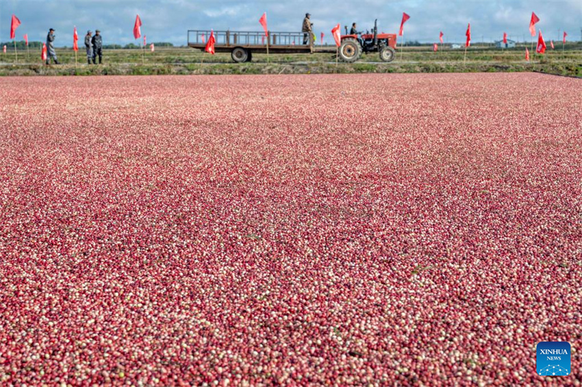 Festival de colheita de airela realizado em Fuyuan, Heilongjiang