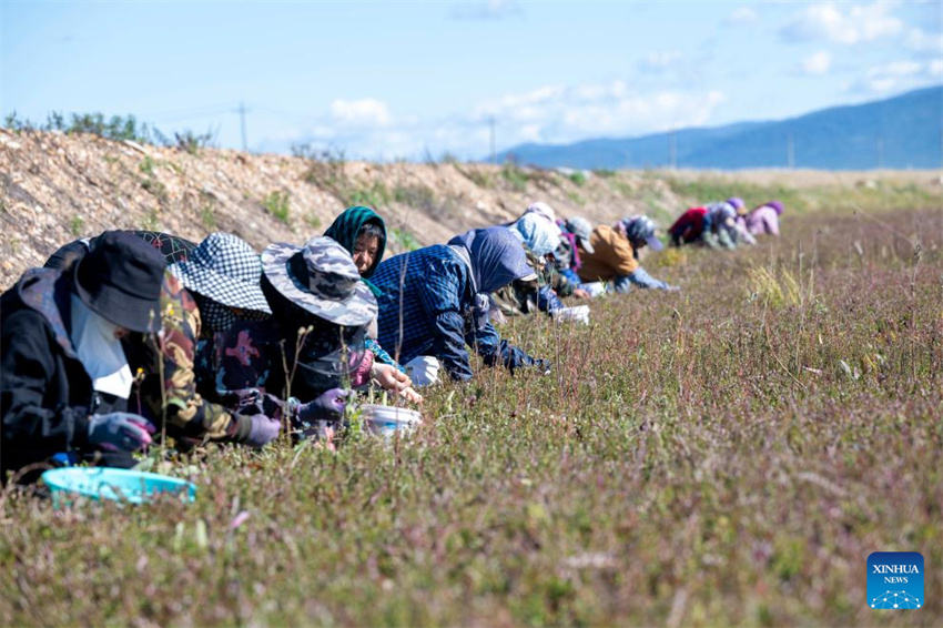 Festival de colheita de airela realizado em Fuyuan, Heilongjiang