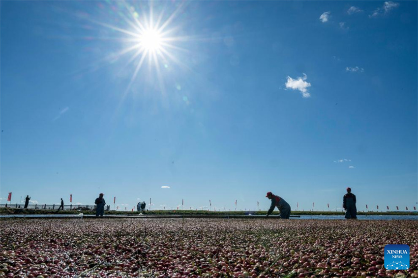 Festival de colheita de airela realizado em Fuyuan, Heilongjiang