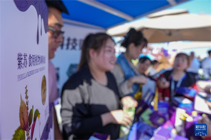 China celebra o 8o Festival de Safra