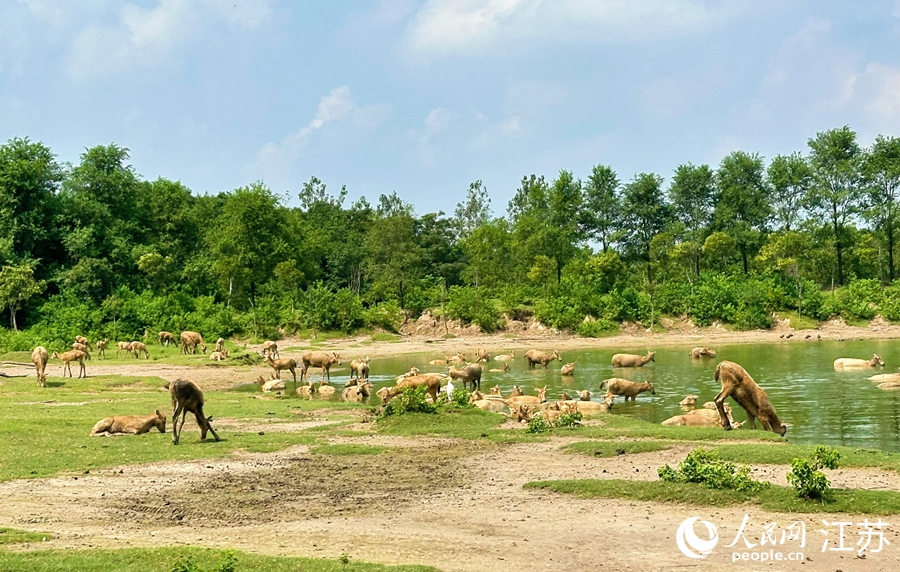 World Coastal Forum 2025 é inaugurado em Yancheng, Jiangsu