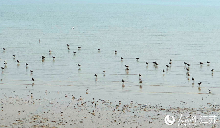 World Coastal Forum 2025 é inaugurado em Yancheng, Jiangsu