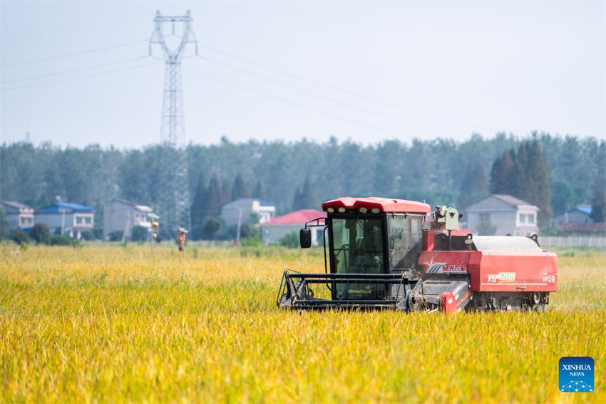 Condado de Nanxian, em Hunan, no centro da China, entra na temporada de colheita