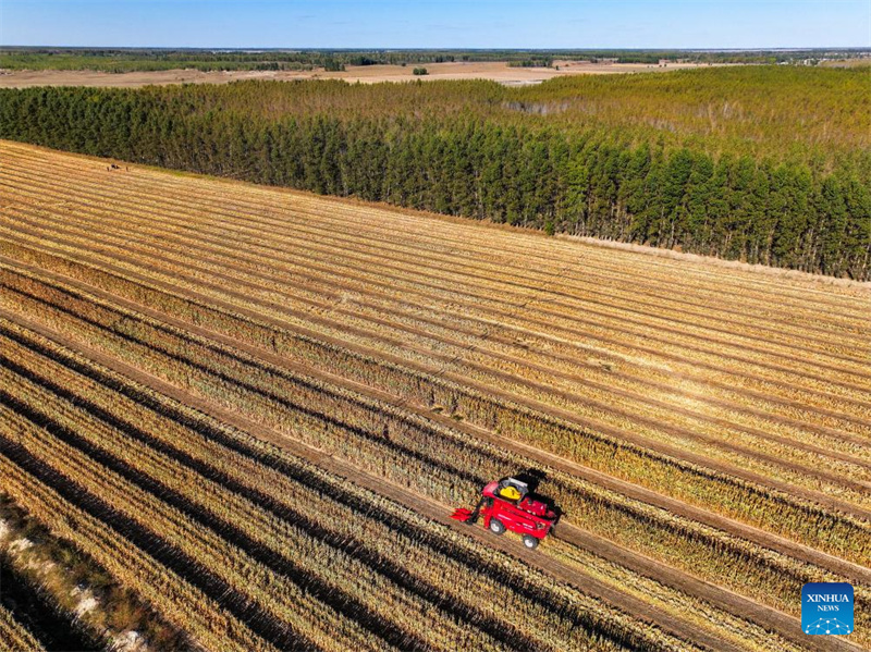 Galeria: cidade de Tongliao entra na esta??o de colheita do milho, Mongólia Interior