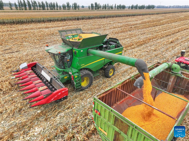 Galeria: cidade de Tongliao entra na esta??o de colheita do milho, Mongólia Interior