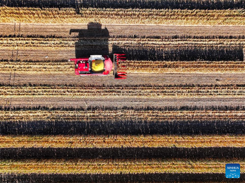 Galeria: cidade de Tongliao entra na esta??o de colheita do milho, Mongólia Interior