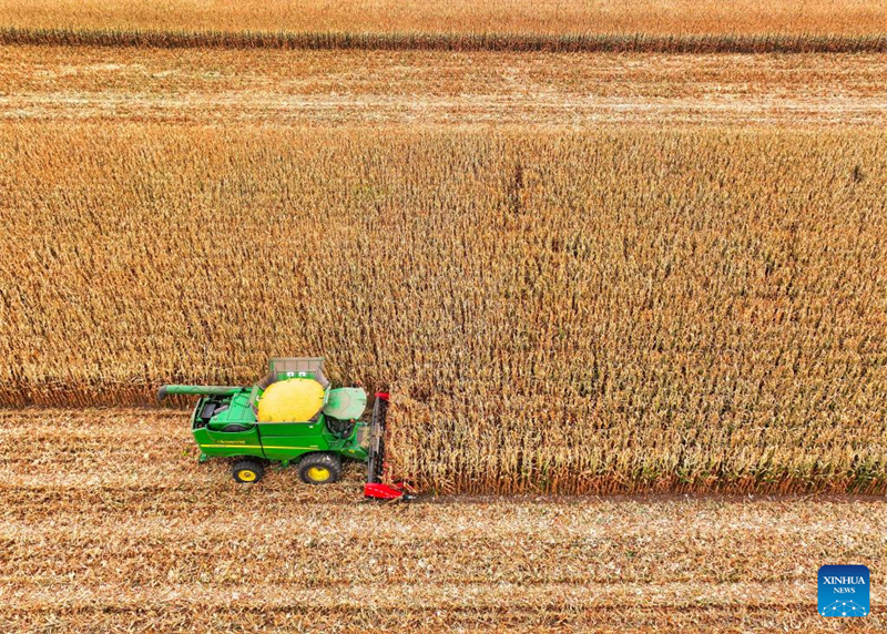 Galeria: cidade de Tongliao entra na esta??o de colheita do milho, Mongólia Interior