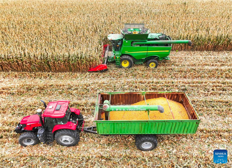 Galeria: cidade de Tongliao entra na esta??o de colheita do milho, Mongólia Interior