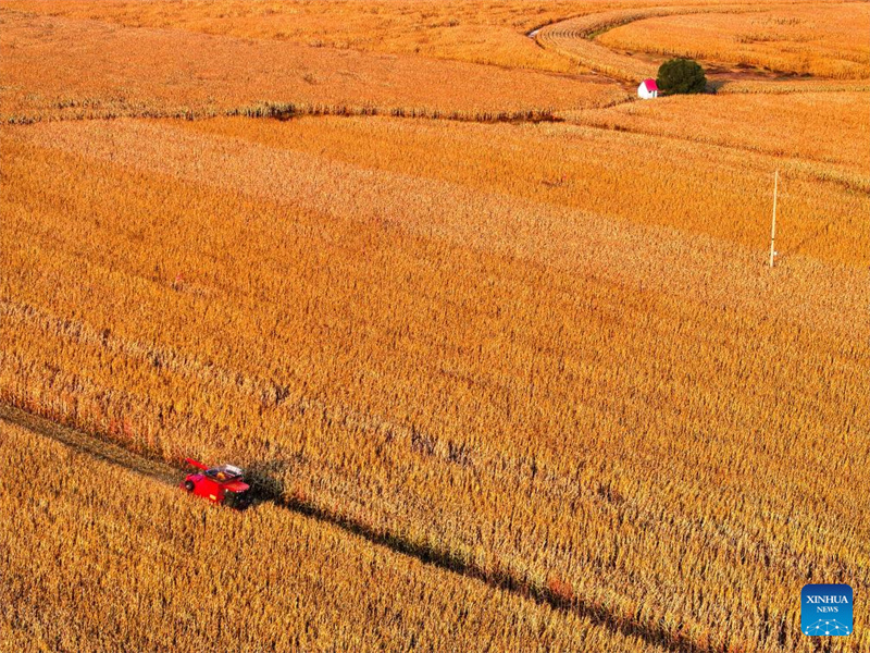 Galeria: cidade de Tongliao entra na esta??o de colheita do milho, Mongólia Interior