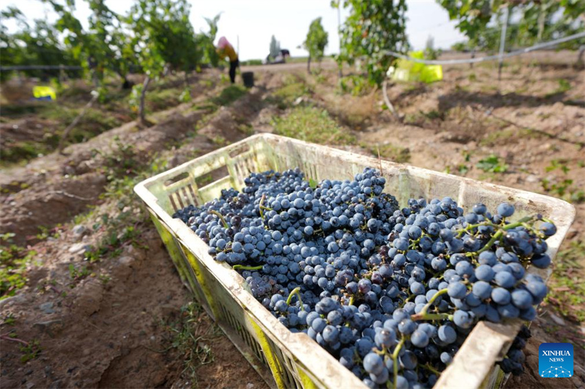 Ningxia: vila de Minning prospera em meio à transforma??o ecológica