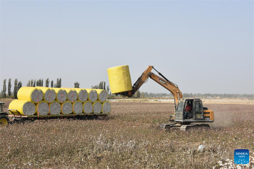 Temporada de colheita de algod?o inicia em Xinjiang