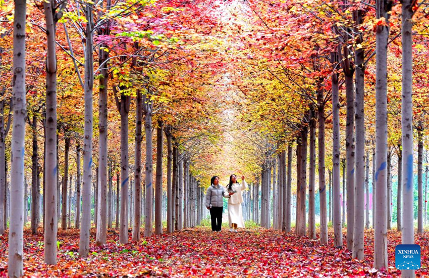 Galeria: paisagem outonal em toda a China