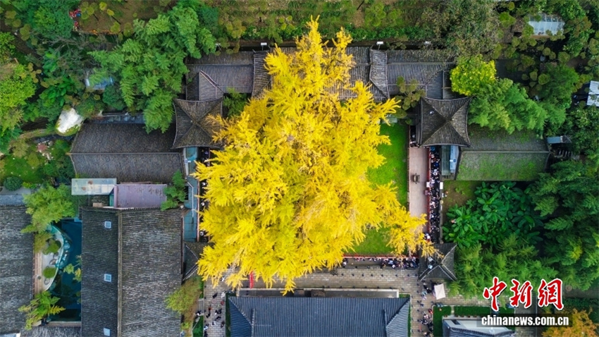 Shaanxi: árvore ginkgo milenária atrai turistas