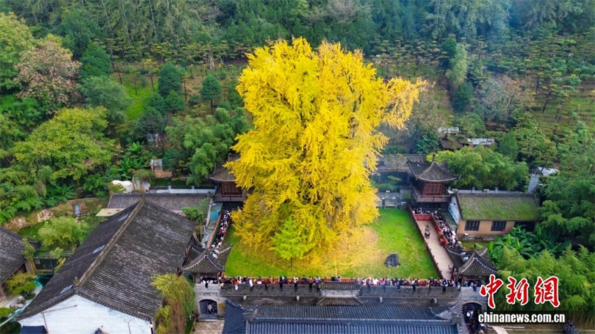 Shaanxi: árvore ginkgo milenária atrai turistas