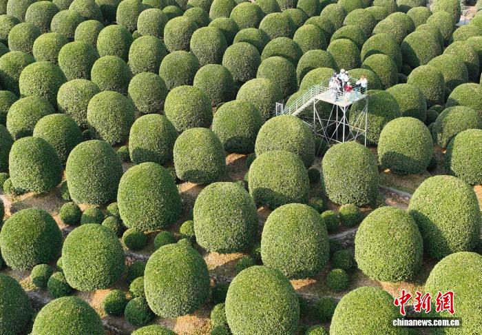 Floresta de osmanthus esféricos atrai visitantes à Zhejiang, no leste da China