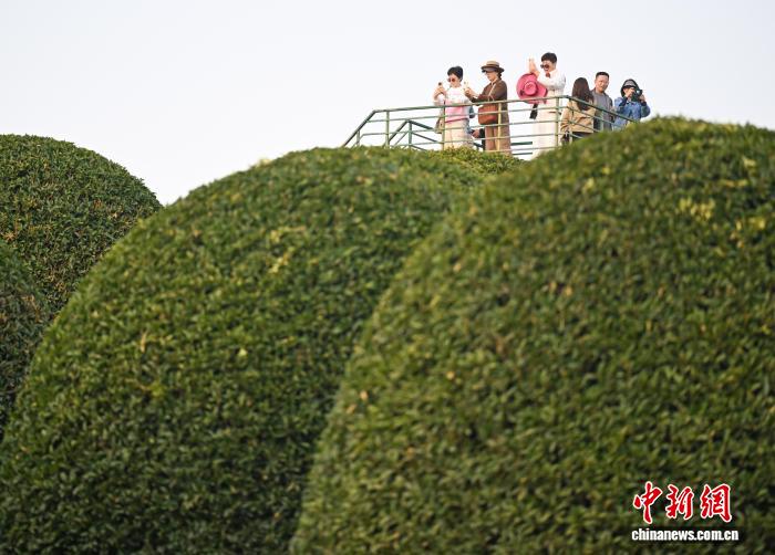 Floresta de osmanthus esféricos atrai visitantes à Zhejiang, no leste da China