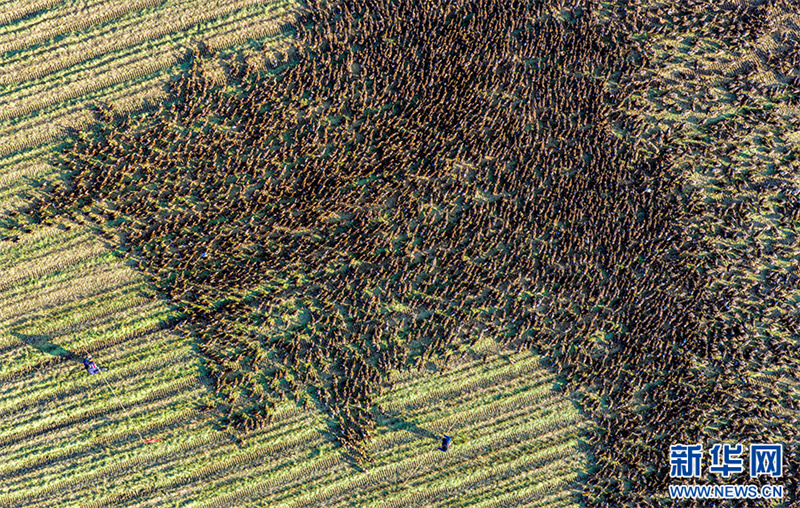 Anhui: cultivo combinado de arroz e cria??o de patos traz dupla colheita