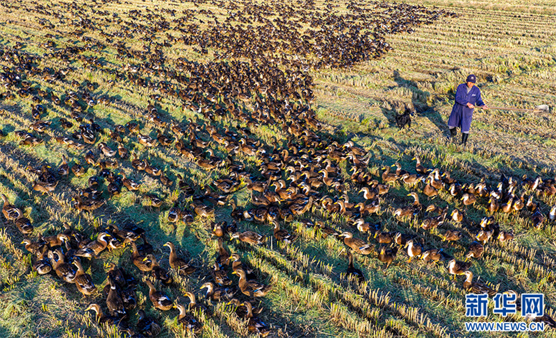 Anhui: cultivo combinado de arroz e cria??o de patos traz dupla colheita