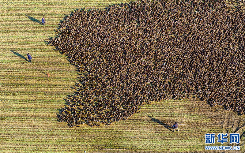 Anhui: cultivo combinado de arroz e cria??o de patos traz dupla colheita