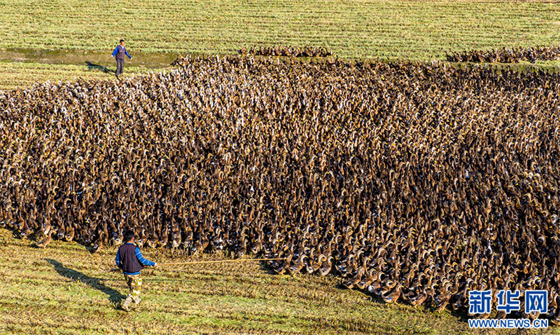 Anhui: cultivo combinado de arroz e cria??o de patos traz dupla colheita