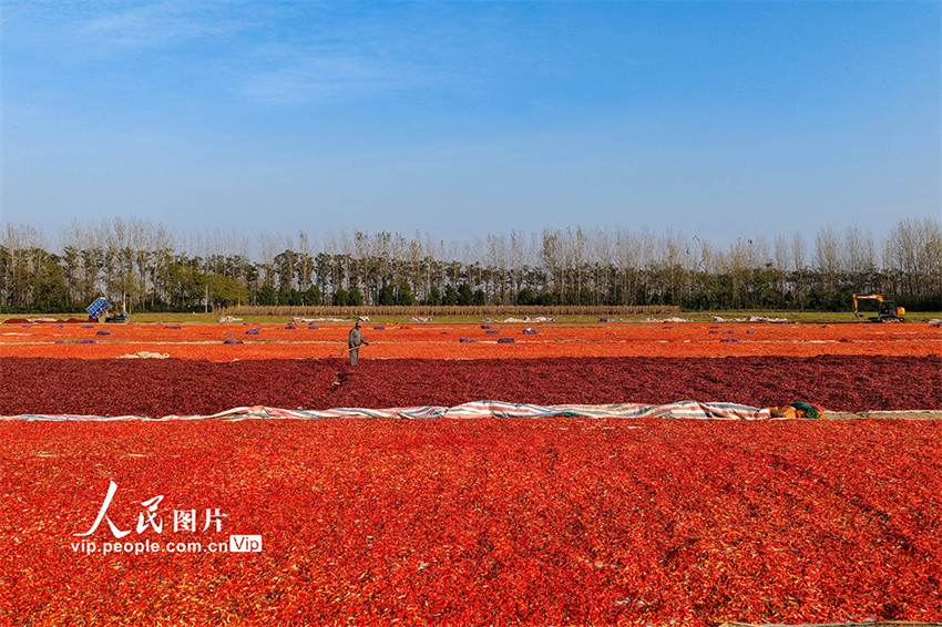 Galeria: agricultores secam pimentas em Anhui, leste da China