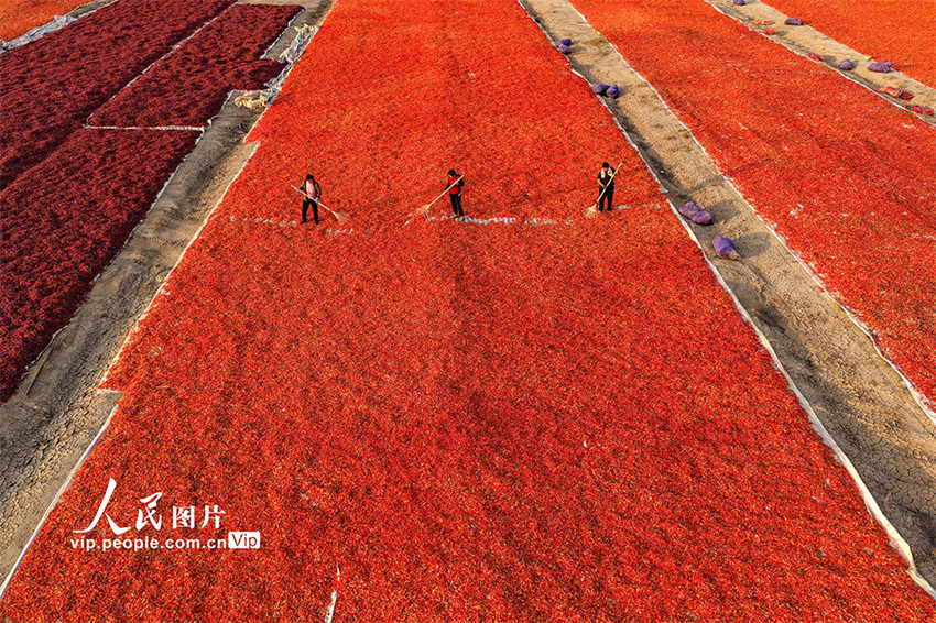 Galeria: agricultores secam pimentas em Anhui, leste da China