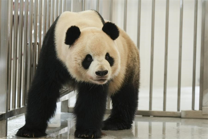 Nova base de pandas inicia opera??o experimental no sudoeste da China
